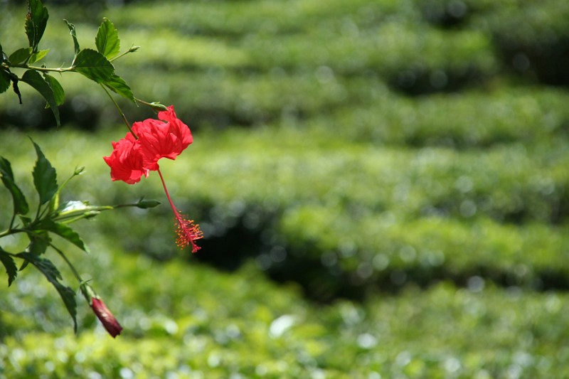 Cameron Highlands14